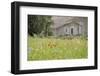 France, Vaucluse, Lourmarin. Wild Poppies in Front of an Old House-Kevin Oke-Framed Photographic Print