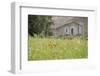 France, Vaucluse, Lourmarin. Wild Poppies in Front of an Old House-Kevin Oke-Framed Photographic Print