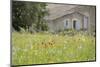 France, Vaucluse, Lourmarin. Wild Poppies in Front of an Old House-Kevin Oke-Mounted Photographic Print