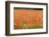 France, Vaucluse, Roussillon. Poppies in a Field at Roussillon-Kevin Oke-Framed Photographic Print