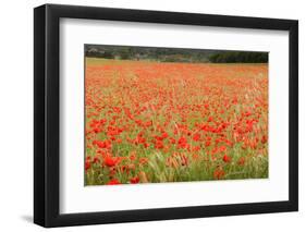 France, Vaucluse, Roussillon. Poppies in a Field at Roussillon-Kevin Oke-Framed Photographic Print