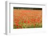 France, Vaucluse, Roussillon. Poppies in a Field at Roussillon-Kevin Oke-Framed Photographic Print