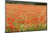 France, Vaucluse, Roussillon. Poppies in a Field at Roussillon-Kevin Oke-Mounted Photographic Print