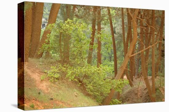 France, Vaucluse, Roussillon. Tree Covered in Ochre, Sentier Des Ocres-Kevin Oke-Stretched Canvas