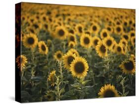 France, Vaucluse, Sunflowers Field-David Barnes-Stretched Canvas