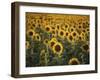 France, Vaucluse, Sunflowers Field-David Barnes-Framed Photographic Print