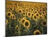 France, Vaucluse, Sunflowers Field-David Barnes-Mounted Photographic Print