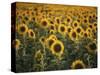 France, Vaucluse, Sunflowers Field-David Barnes-Stretched Canvas