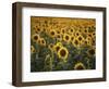 France, Vaucluse, Sunflowers Field-David Barnes-Framed Photographic Print