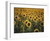 France, Vaucluse, Sunflowers Field-David Barnes-Framed Photographic Print