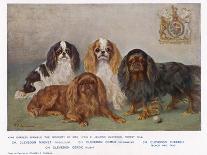 Four Types of King Charles Clevedon Champions-Frances C. Fairman-Stretched Canvas