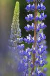 Lupine Festival in New Hampshire-Frances Gallogly-Photographic Print