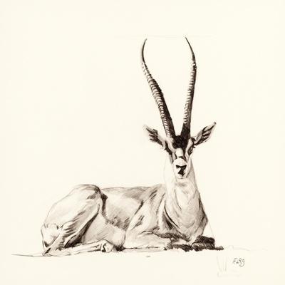 Grant's Gazelle, 2012,