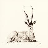 Grant's Gazelle, 2012,-Francesca Sanders-Giclee Print