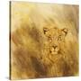 Stretched Canvas