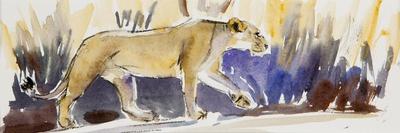 Lioness sketch, 2014-Francesca Sanders-Giclee Print