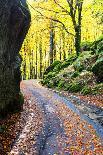 Tree with yellow leaves with the church of Santa Magdalena in the background, Funes Valley, Sudtiro-Francesco Bergamaschi-Stretched Canvas