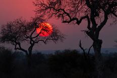 Sunrise in the African Savanna Kruger National Park South Africa-francesco de marco-Photographic Print