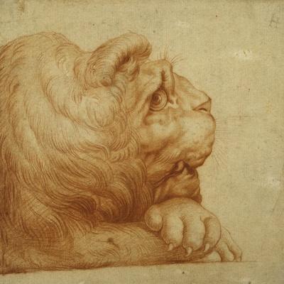 A Lion's Head in Profile