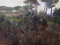 Pinewoods in Torre Del Lago, 1902-1903-Francesco Fanelli-Giclee Print