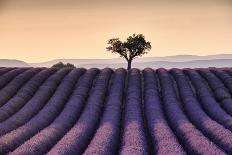 Two trees at the end of a lavender field at dusk, Plateau de Valensole, Provence, France-Francesco Fanti-Photographic Print