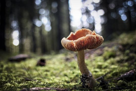 Photographic Print, , large