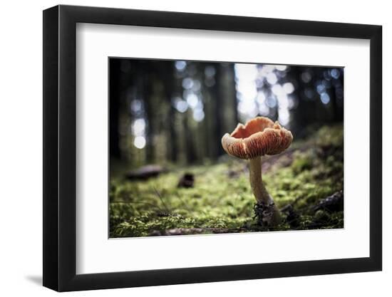Premium Photographic Print, , large