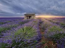 Two trees at the end of a lavender field at dusk, Plateau de Valensole, Provence, France-Francesco Fanti-Photographic Print