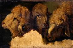 Painted Study of Sheep Heads-Francesco Londonio-Framed Art Print