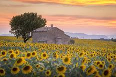 Provence, Valensole Plateau-Francesco Riccardo Iacomino-Photographic Print