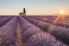 Provence, Valensole Plateau, France-Francesco Riccardo Iacomino-Photographic Print