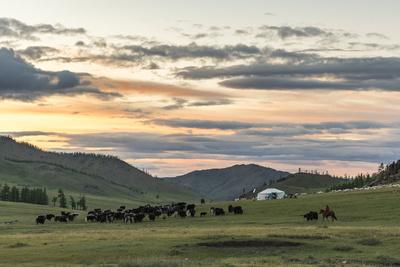 Shepherd on horse rounding up yaks at sunset, Burentogtokh district, Hovsgol province, Mongolia, Ce
