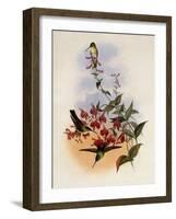 Francia's Azure-Crown, Cyanomyia Franci?-John Gould-Framed Giclee Print