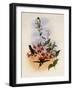 Francia's Azure-Crown, Cyanomyia Franci?-John Gould-Framed Giclee Print