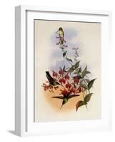 Francia's Azure-Crown, Cyanomyia Franci?-John Gould-Framed Giclee Print