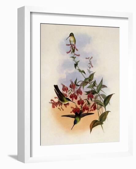 Francia's Azure-Crown, Cyanomyia Franci?-John Gould-Framed Giclee Print