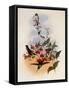 Francia's Azure-Crown, Cyanomyia Franci?-John Gould-Framed Stretched Canvas