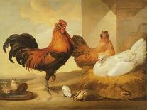 Domestic Cock, Hens and Chicks, 1655-Francis Barlow-Giclee Print