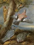 Jay, Green Woodpecker, Pigeons and Redstart, C.1650-Francis Barlow-Giclee Print
