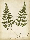 Fern Portfolio II-Francis G. Heath-Art Print