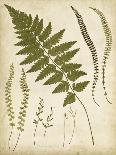 Fern Portfolio IV-Francis G. Heath-Art Print