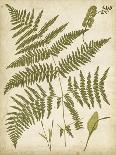 Fern Portfolio I-Francis G. Heath-Art Print