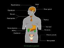 Endocrine System, Artwork-Francis Leroy-Laminated Photographic Print