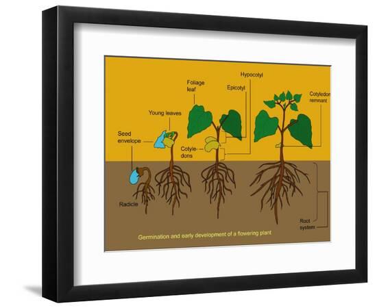 Premium Photographic Print, , large