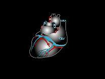 Heart Anatomy, Artwork-Francis Leroy-Photographic Print