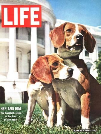 President Johnson's Beagles, June 19, 1964