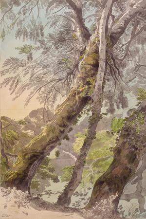 Trees Overhanging Water, 1800