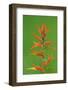 Franciscan Paintbrush (Castilleja franciscana) flowering, California, USA, april-Larry West-Framed Photographic Print