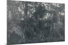 Wood Mount