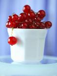 Redcurrants in a Small Pot-Franck Bichon-Stretched Canvas